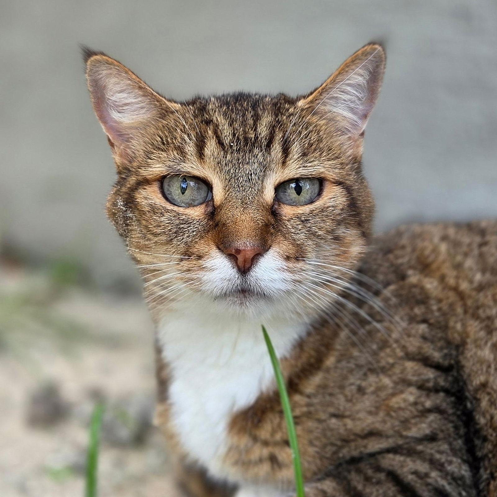 Enlarge Sarah, a Adoptable mixed breed in Magnolia Springs, AL image 2/3