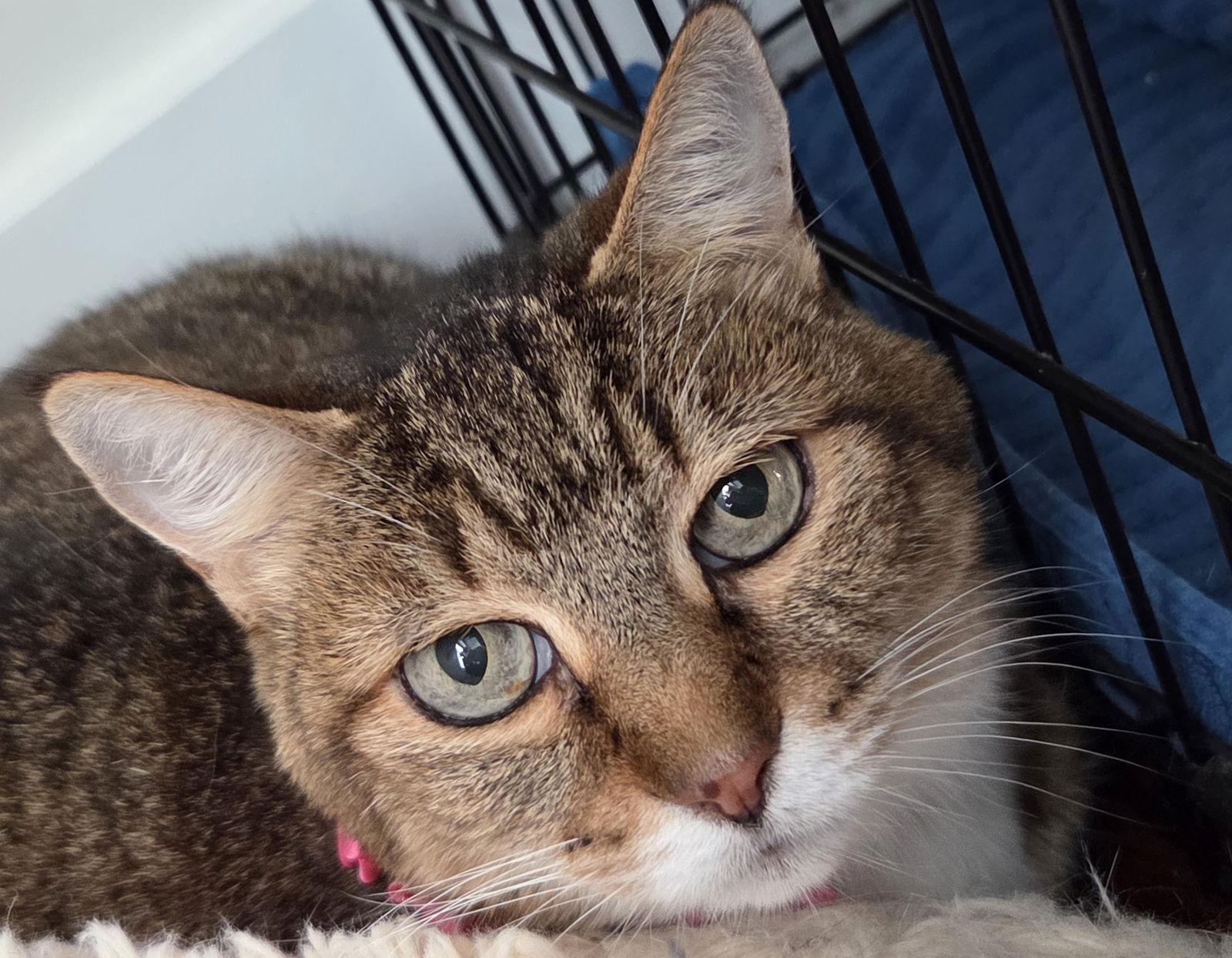 Enlarge Sarah, a Adoptable mixed breed in Magnolia Springs, AL image 3/3