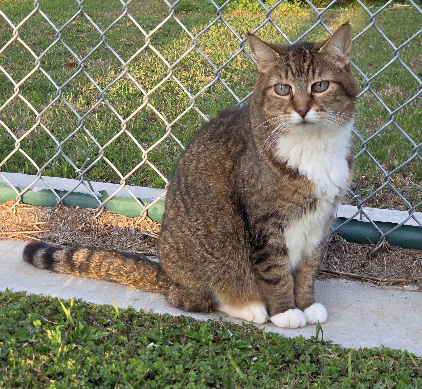 Enlarge Sarah, a Adoptable mixed breed in Magnolia Springs, AL image 3/3
