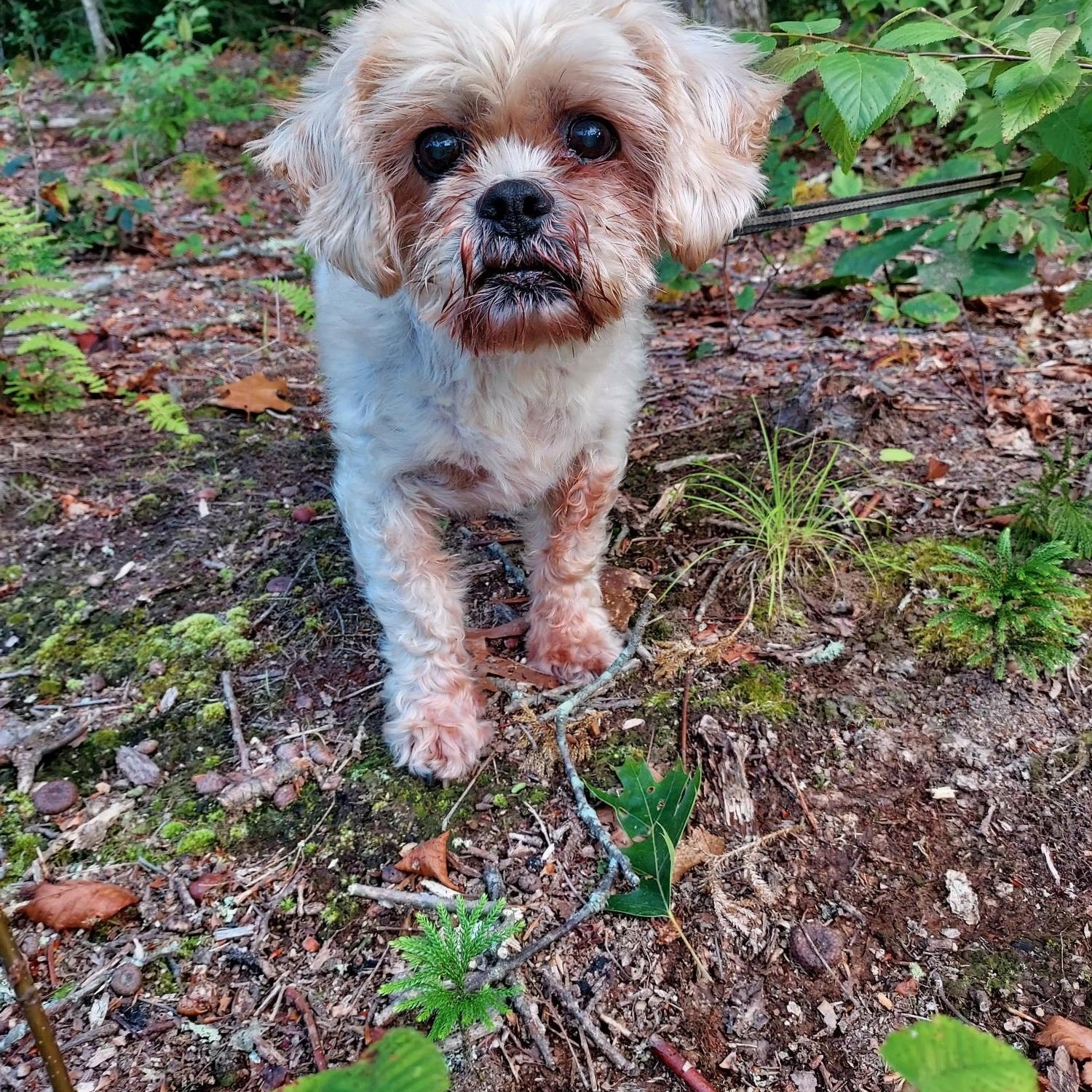 This adorable fella is a soft round delicious sweet potatoin dog form Meet Rocky a 15-year old