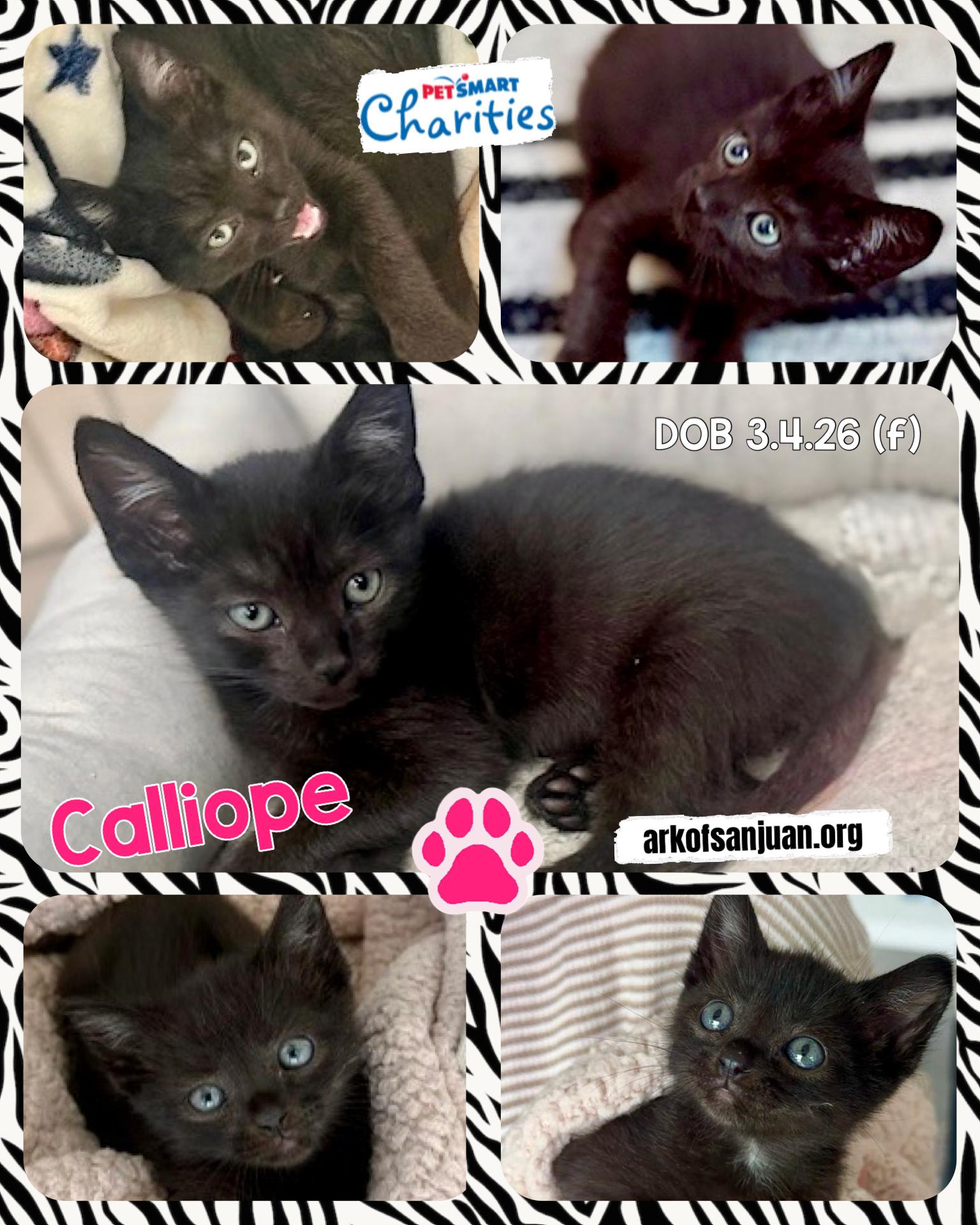 Enlarge Calliope, an adopted Bombay in San Juan Capistrano, CA image 6/6