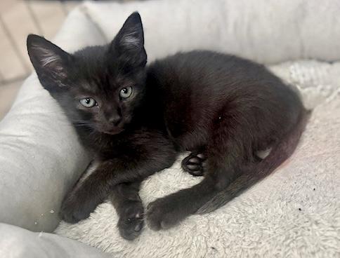 Enlarge Calliope, an adopted Bombay in San Juan Capistrano, CA image 1/6
