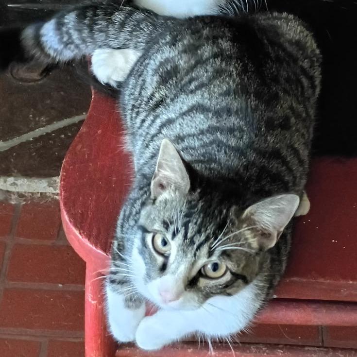 Nigel, Adoptable, Young Male Domestic Short Hair.