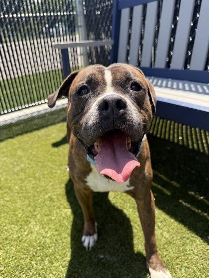 Diamond, a Adoptable mixed breed in Lafayette, IN image 1/2