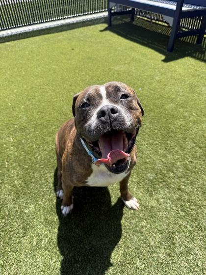 Diamond, a Adoptable mixed breed in Lafayette, IN image 2/2
