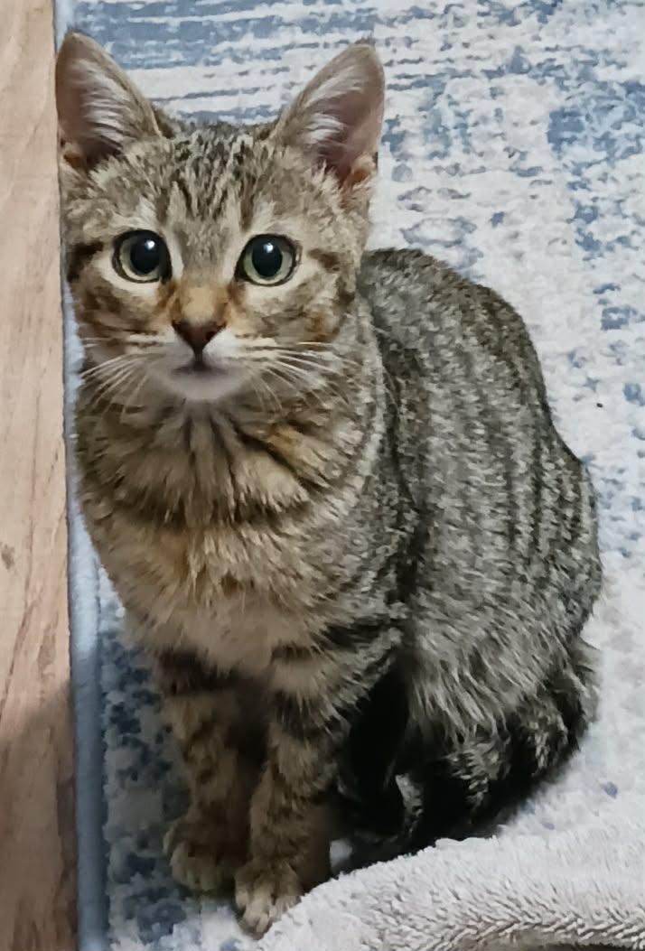 Tilly =^.^=, adopted, Kitten Female Domestic Short Hair.