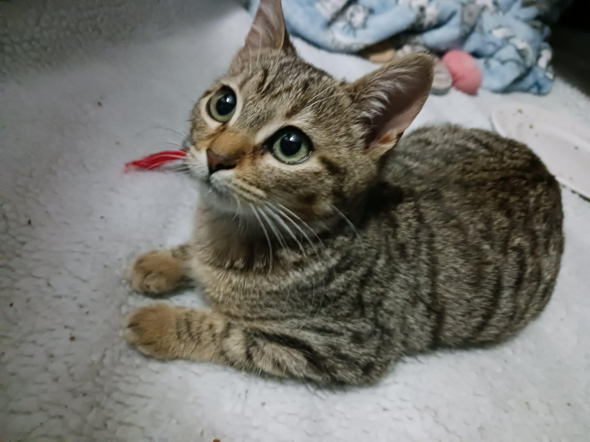 Enlarge Tilly =^.^=, an adopted Domestic Short Hair in Jacksonville, FL image 2/2