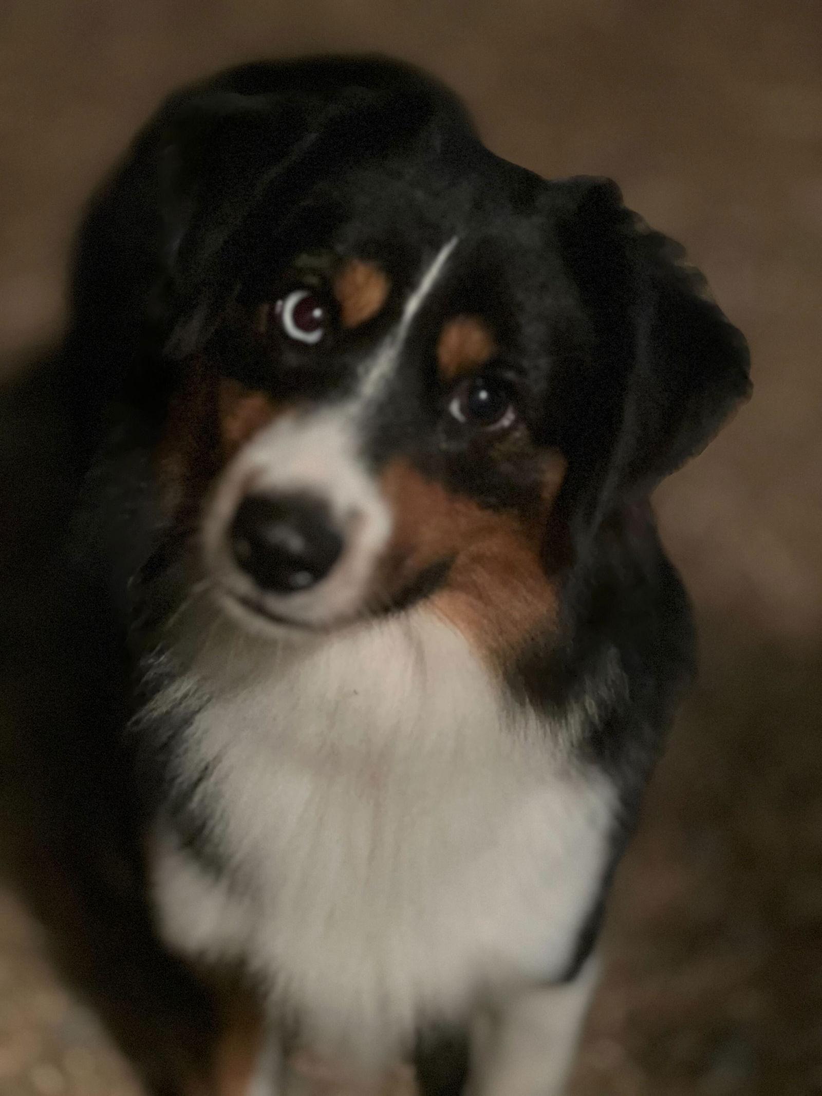 Buster Nov 23 - returning in June 25, Adopted, Adult Male Australian Shepherd.