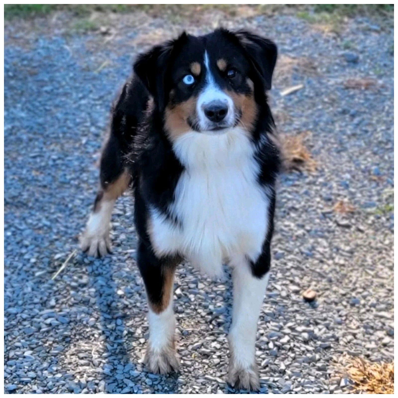 Enlarge Buster Nov 23 - returning in June 25, a Adopted Australian Shepherd in Pacolet, SC image 3/3