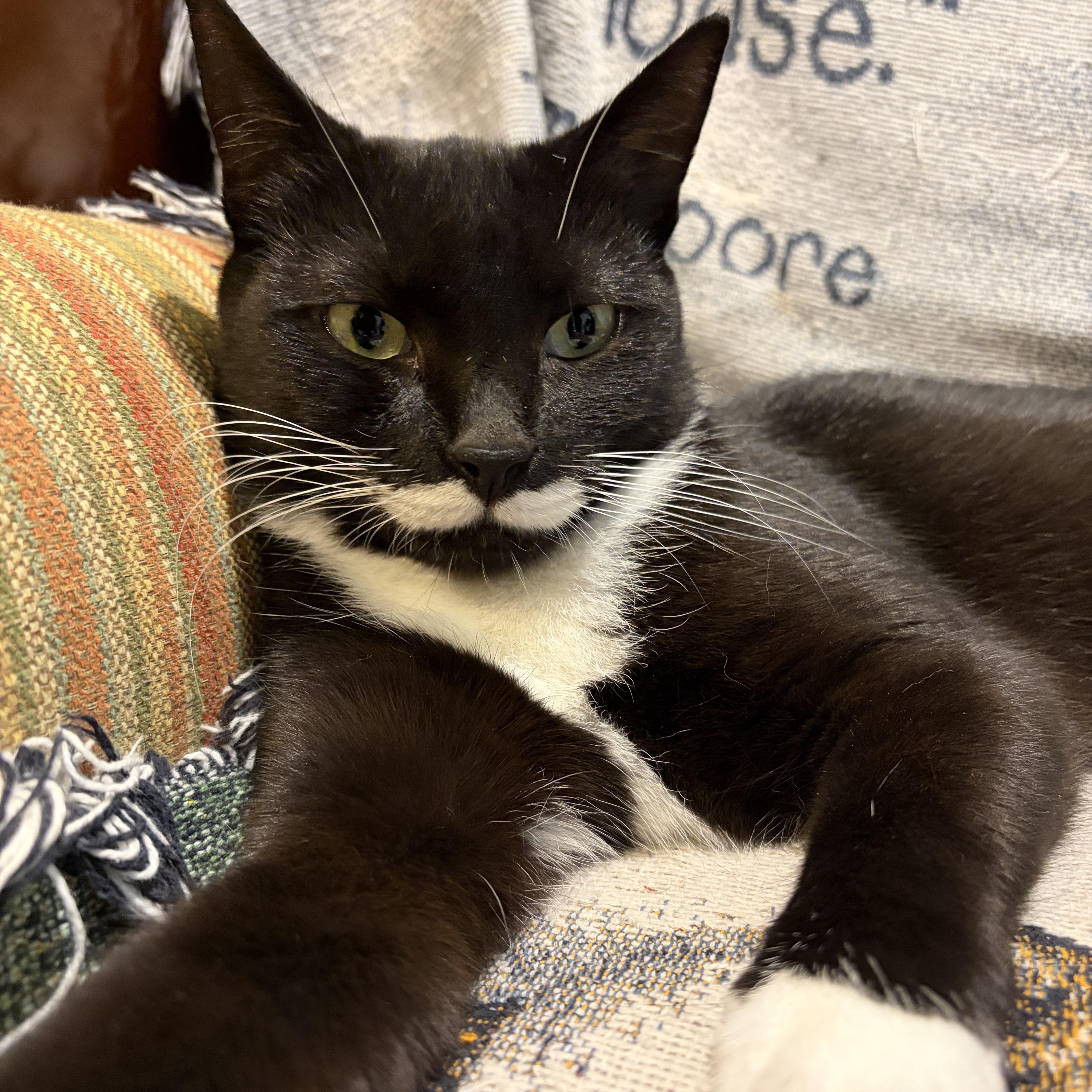 Siouxsie, ADOPTABLE, Young Female Domestic Short Hair.