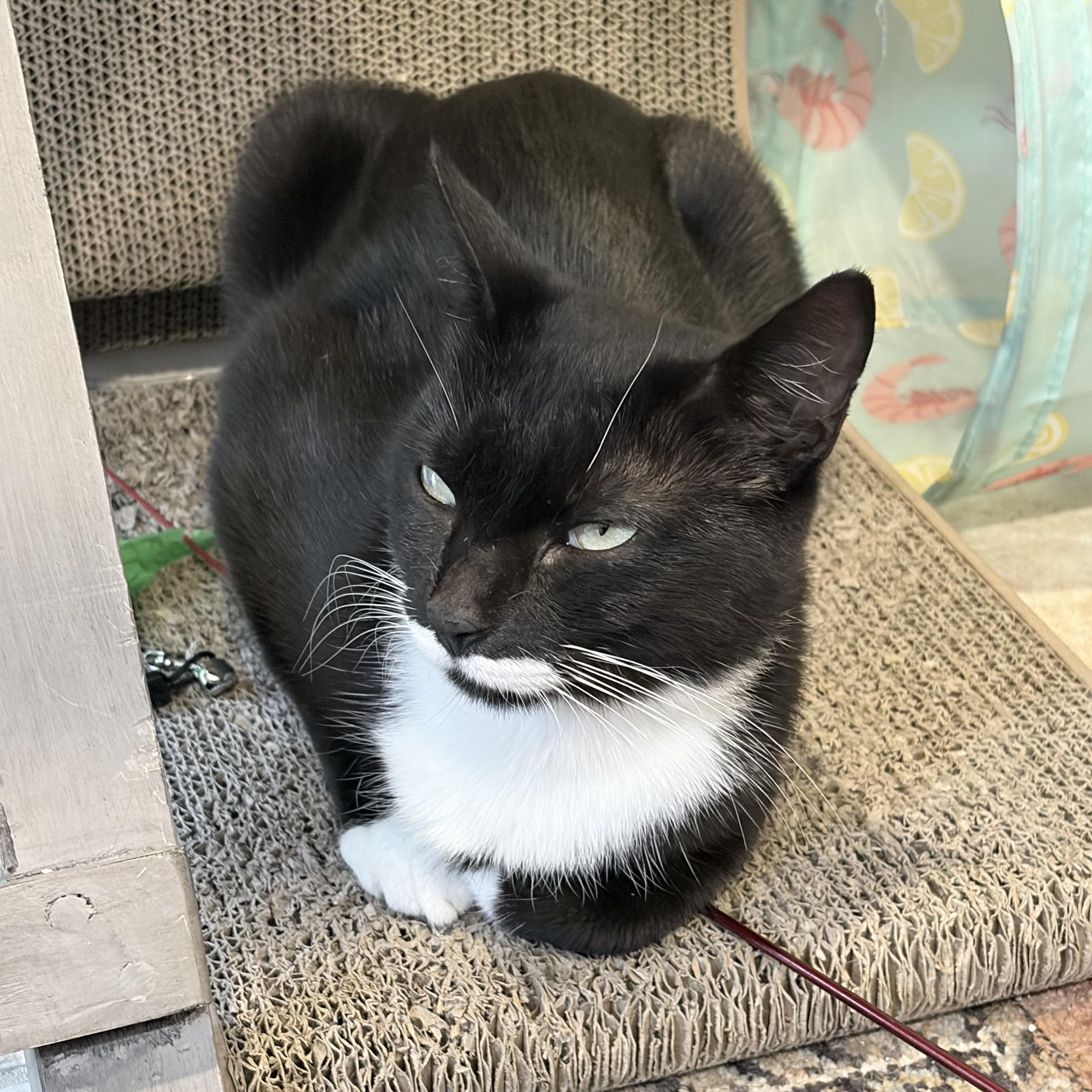 Siouxsie, a ADOPTABLE Domestic Short Hair in Levittown, NY image 5/5
