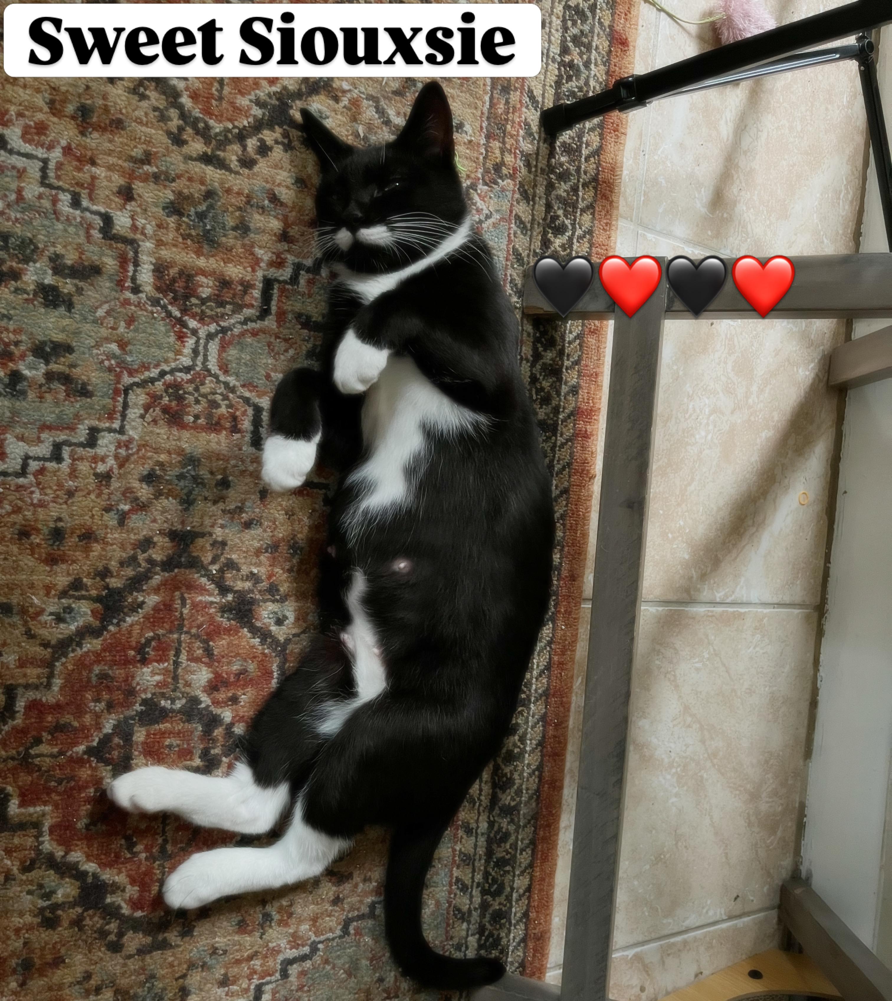 Siouxsie, a ADOPTABLE Domestic Short Hair in Levittown, NY image 2/5