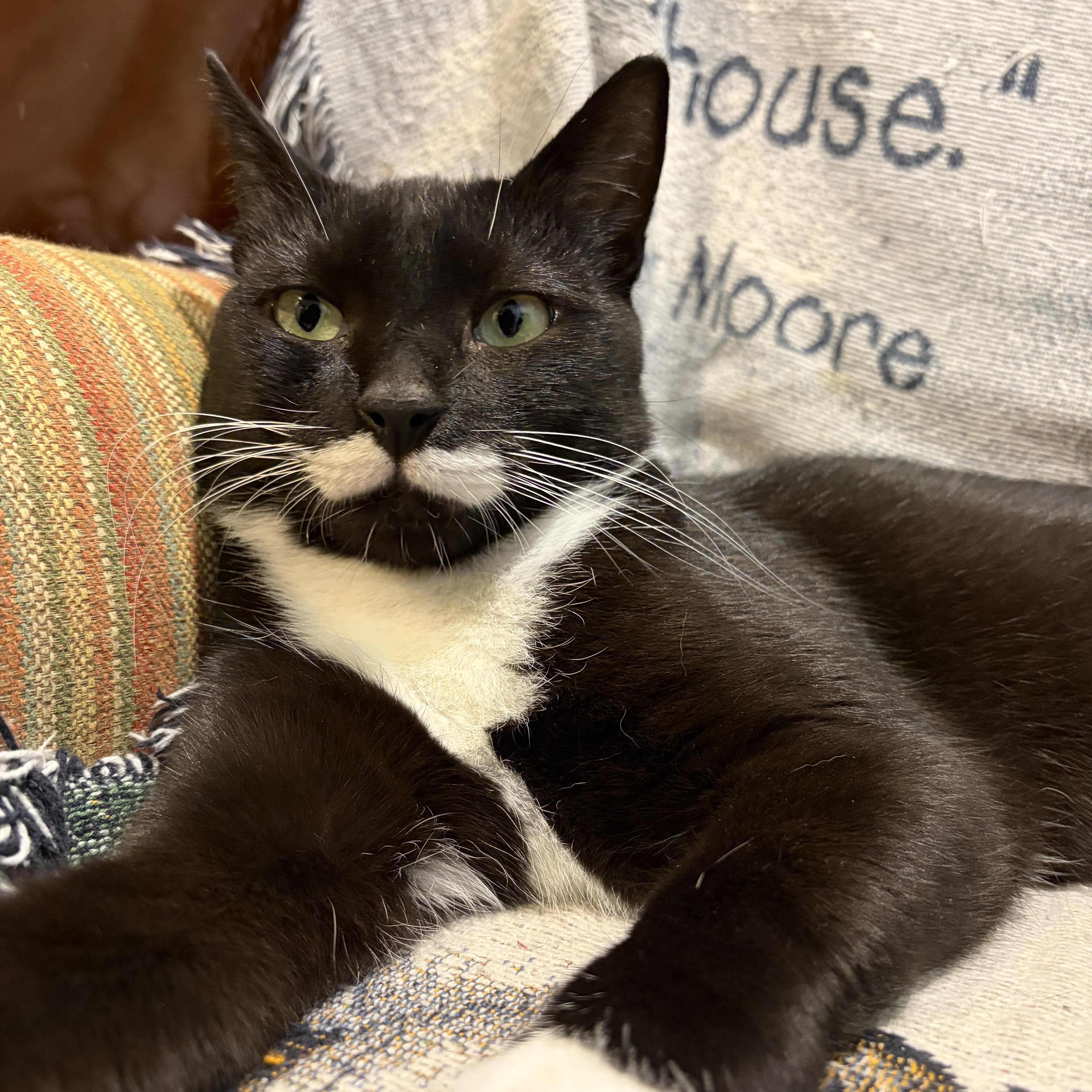Siouxsie, a ADOPTABLE Domestic Short Hair in Levittown, NY image 3/5
