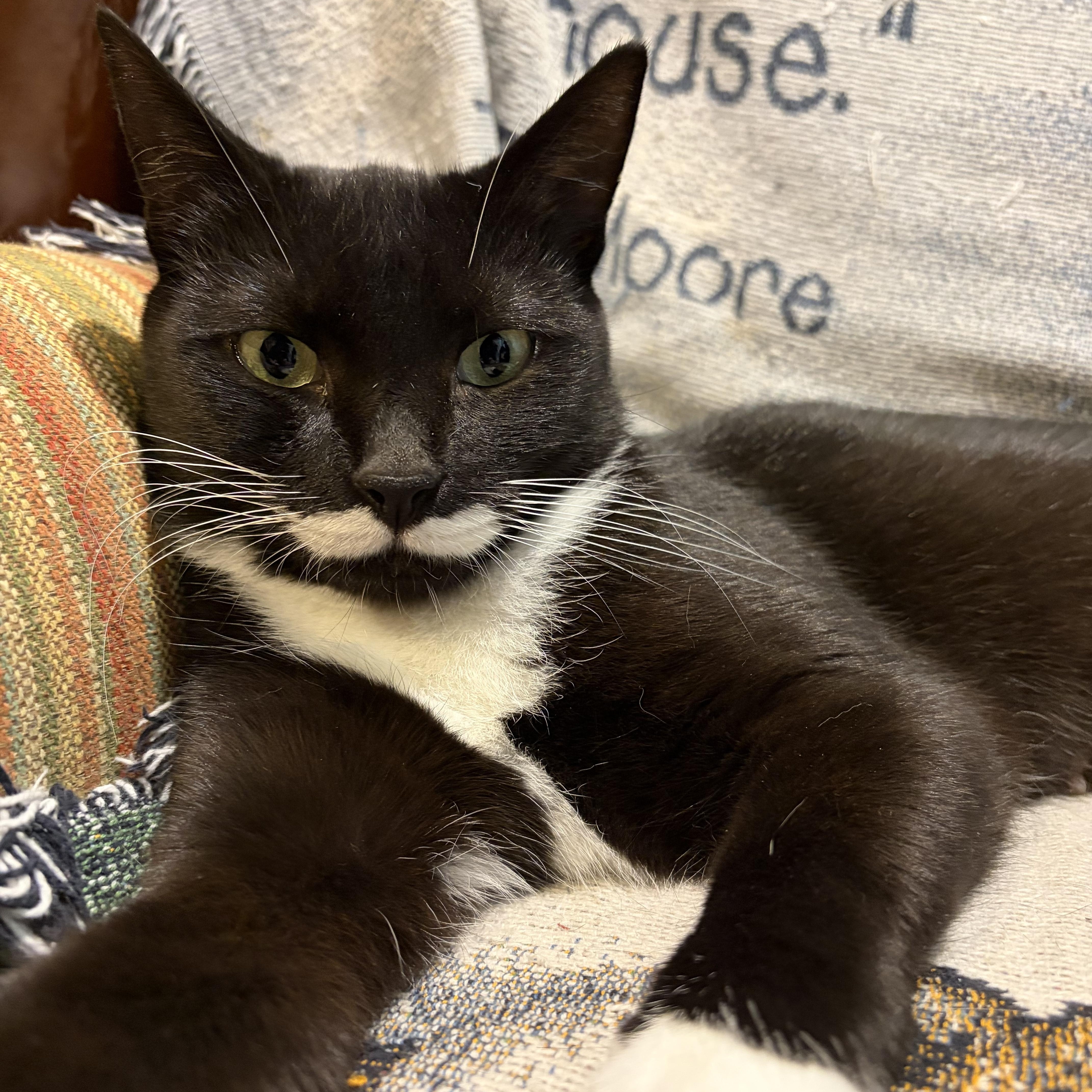 Siouxsie, a ADOPTABLE Domestic Short Hair in Levittown, NY image 4/5