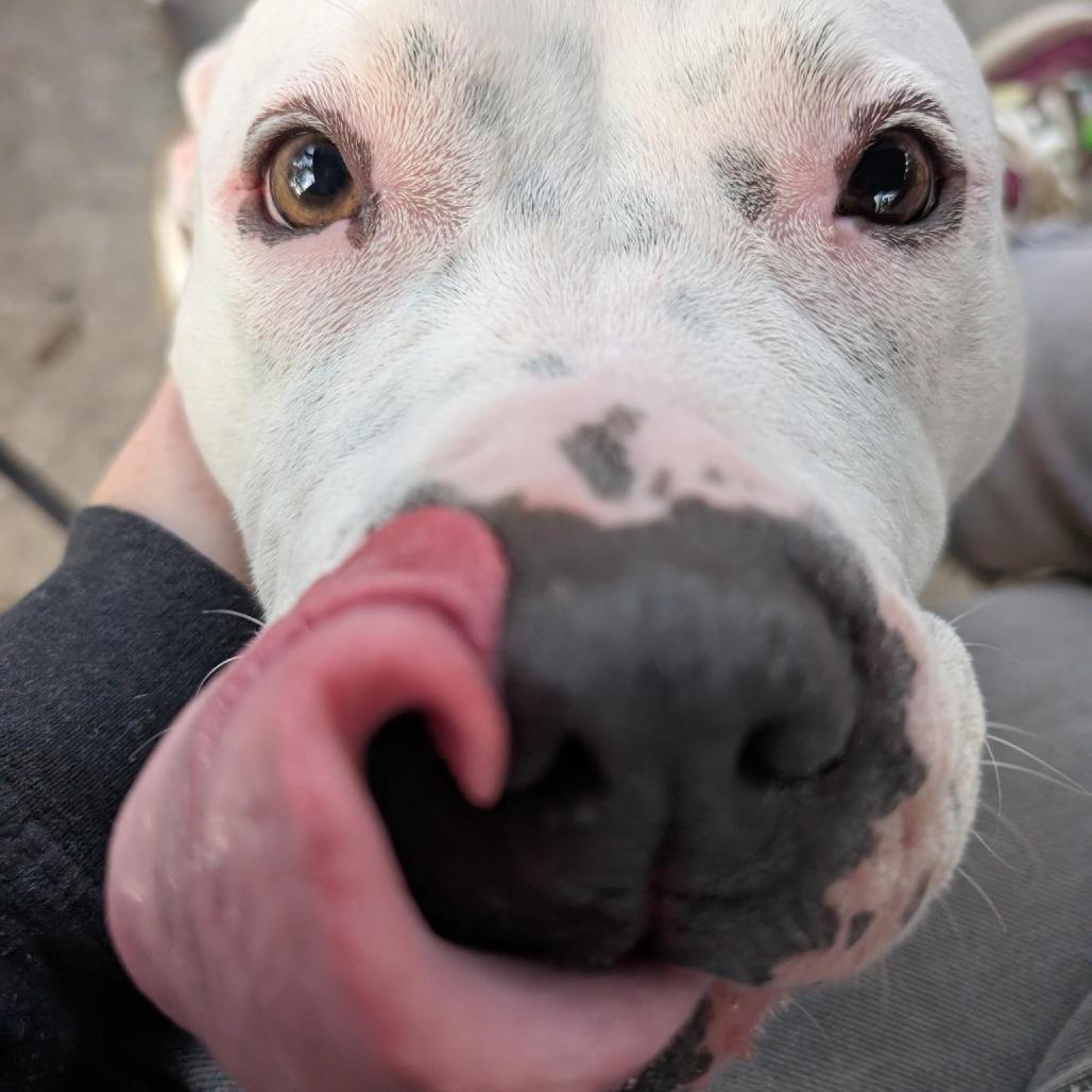 Marge, Adoptable, Adult Female American Staffordshire Terrier.