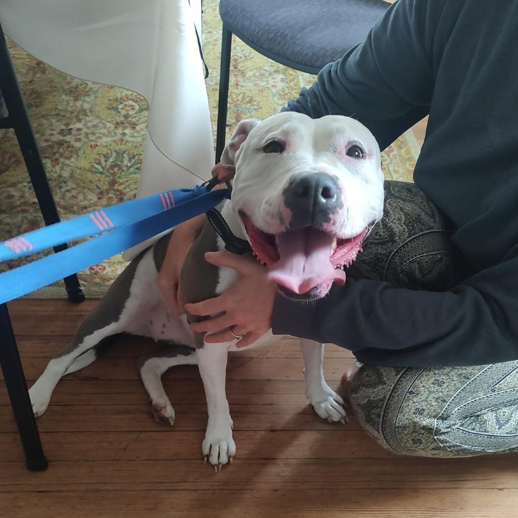 Enlarge Marge, a Adoptable American Staffordshire Terrier in Baltimore, MD image 2/4