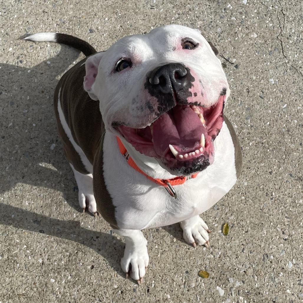 Enlarge Marge, a Adoptable American Staffordshire Terrier in Baltimore, MD image 3/4