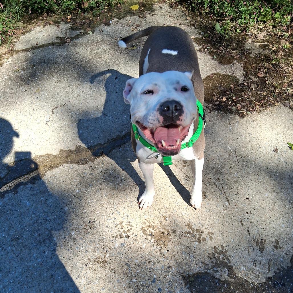 Enlarge Marge, a Adoptable American Staffordshire Terrier in Baltimore, MD image 4/4