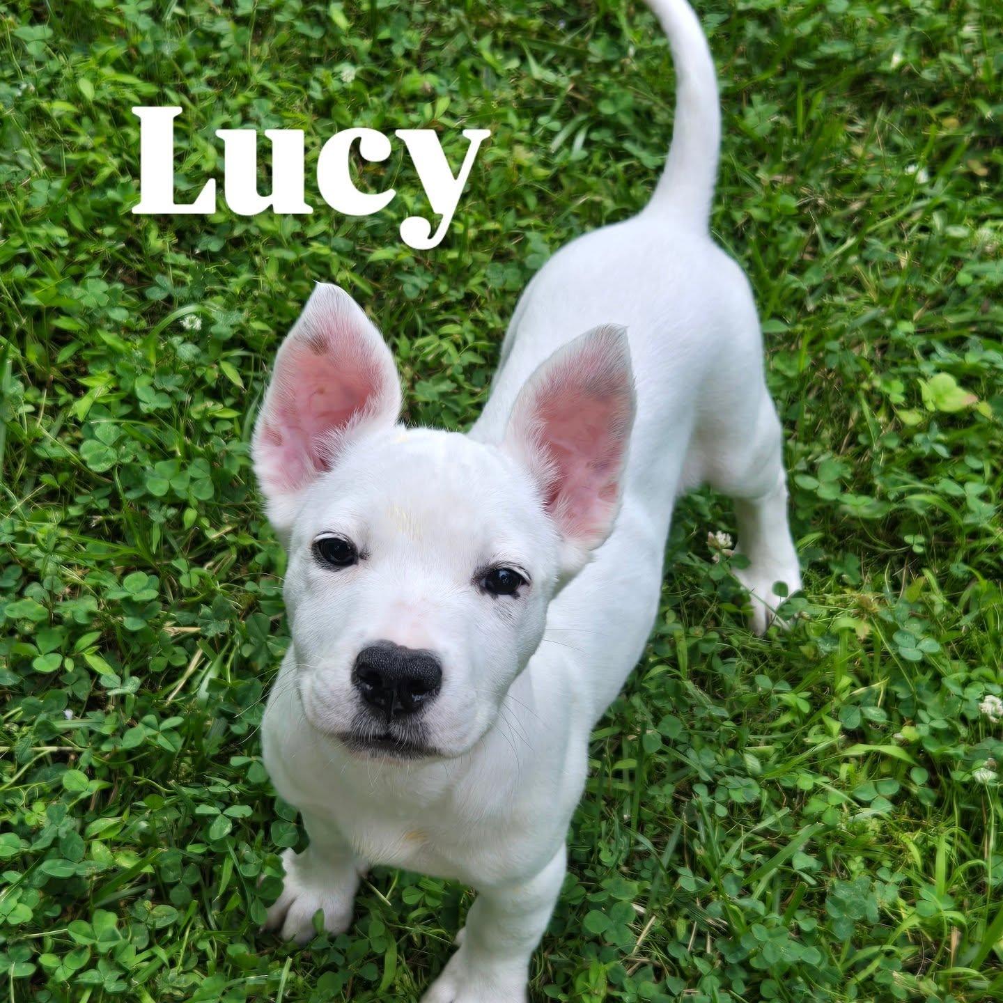 Lucy