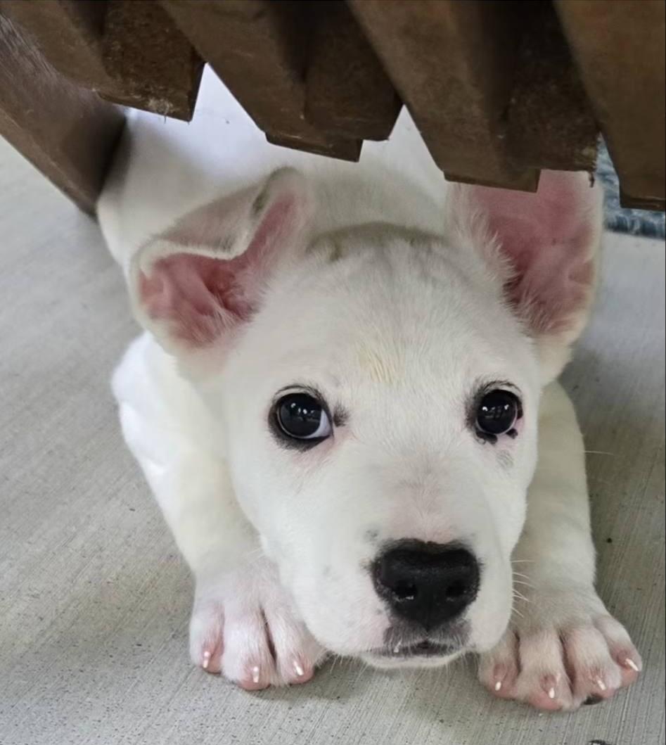 Lucy