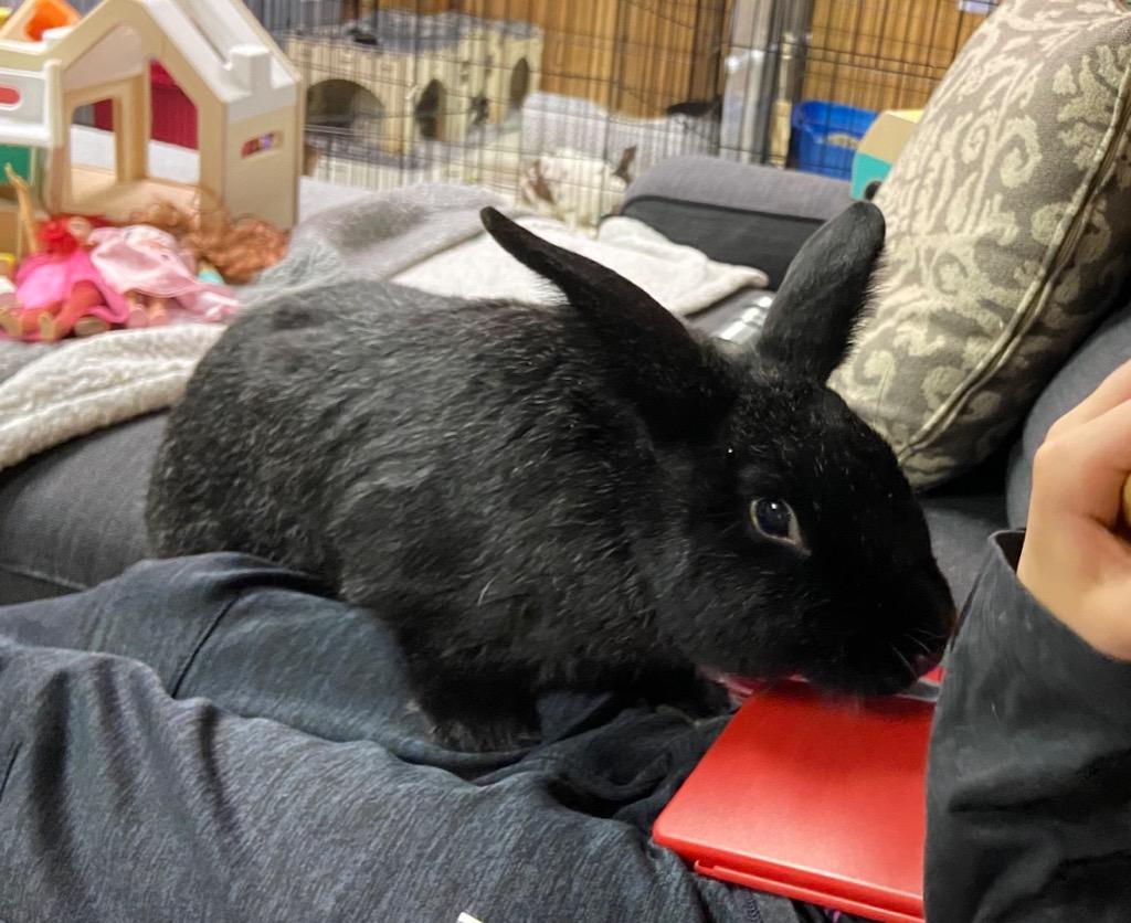 Bear, a Adoptable American in Pomona, NY image 1/4