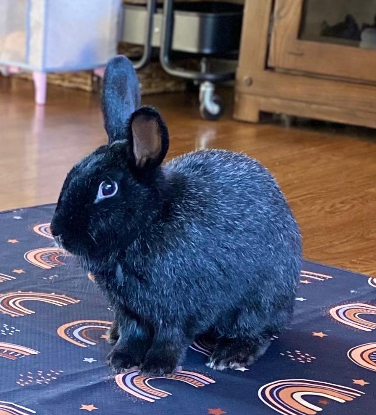 Bear, Adoptable, Adult Male American.