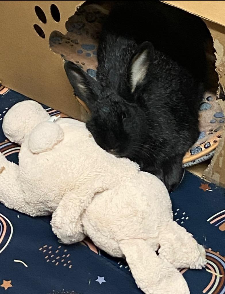 Enlarge Bear, a Adoptable American in Pomona, NY image 2/4