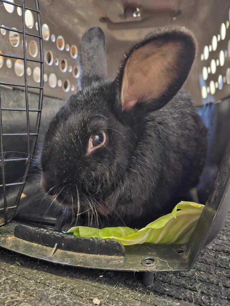 Enlarge Bear, a Adoptable American in Pomona, NY image 3/4