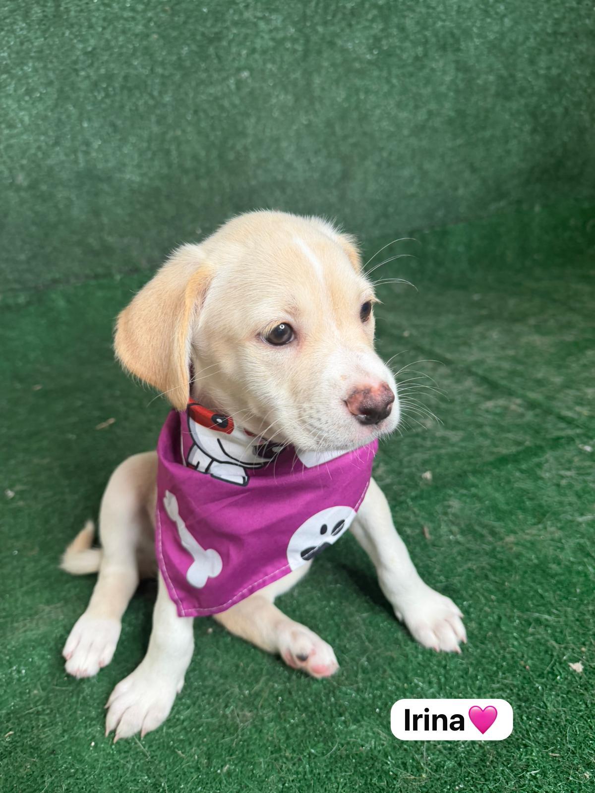 Irina, a ADOPTABLE mixed breed in New York, NY image 4/5