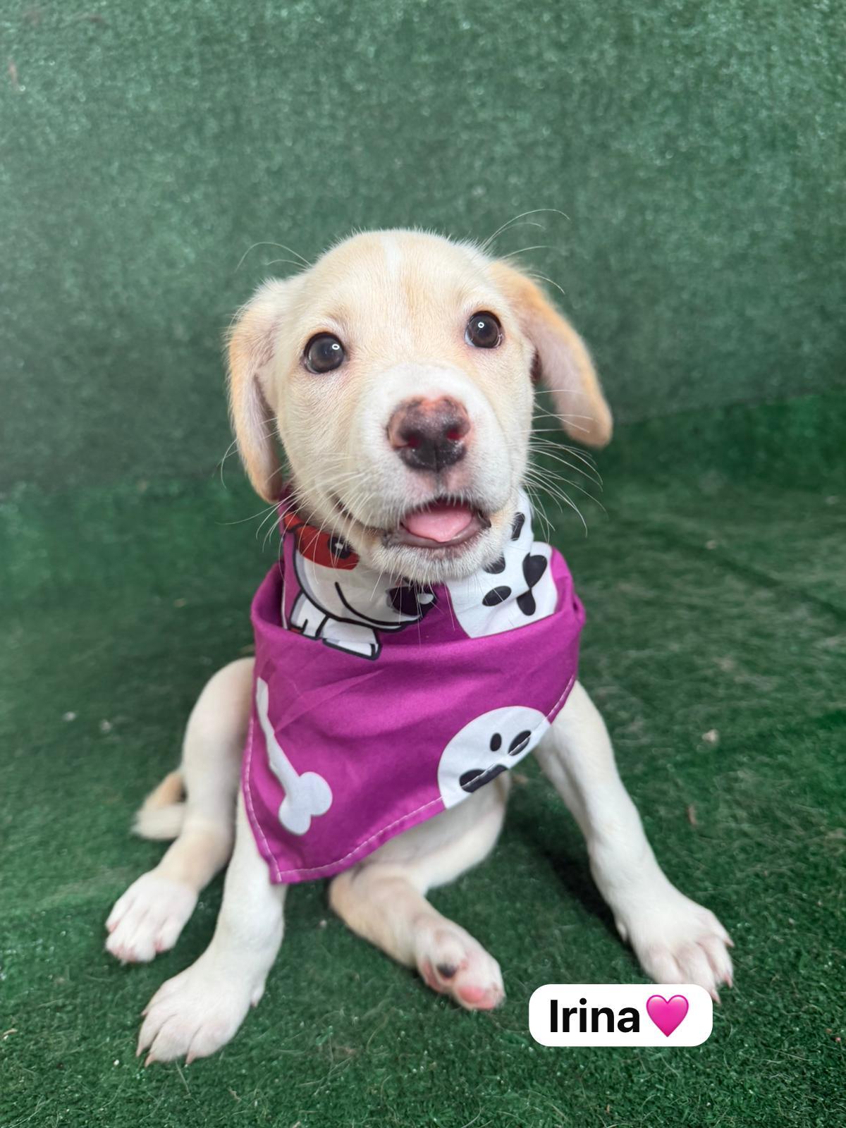 Irina, a ADOPTABLE mixed breed in New York, NY image 1/5