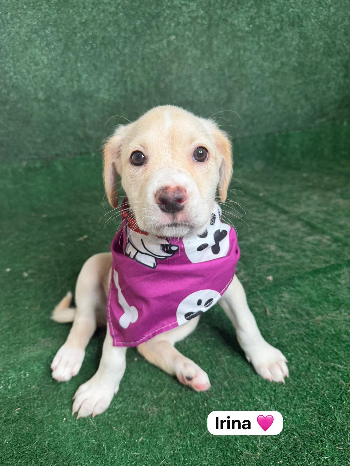 Irina, a ADOPTABLE mixed breed in New York, NY image 3/5