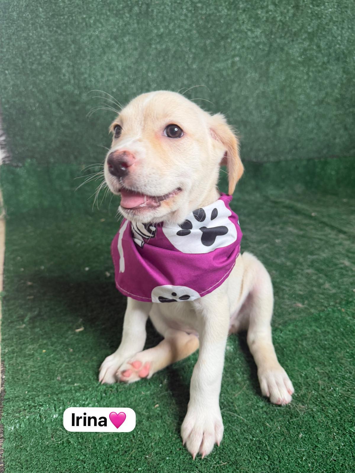 Irina, a ADOPTABLE mixed breed in New York, NY image 2/5