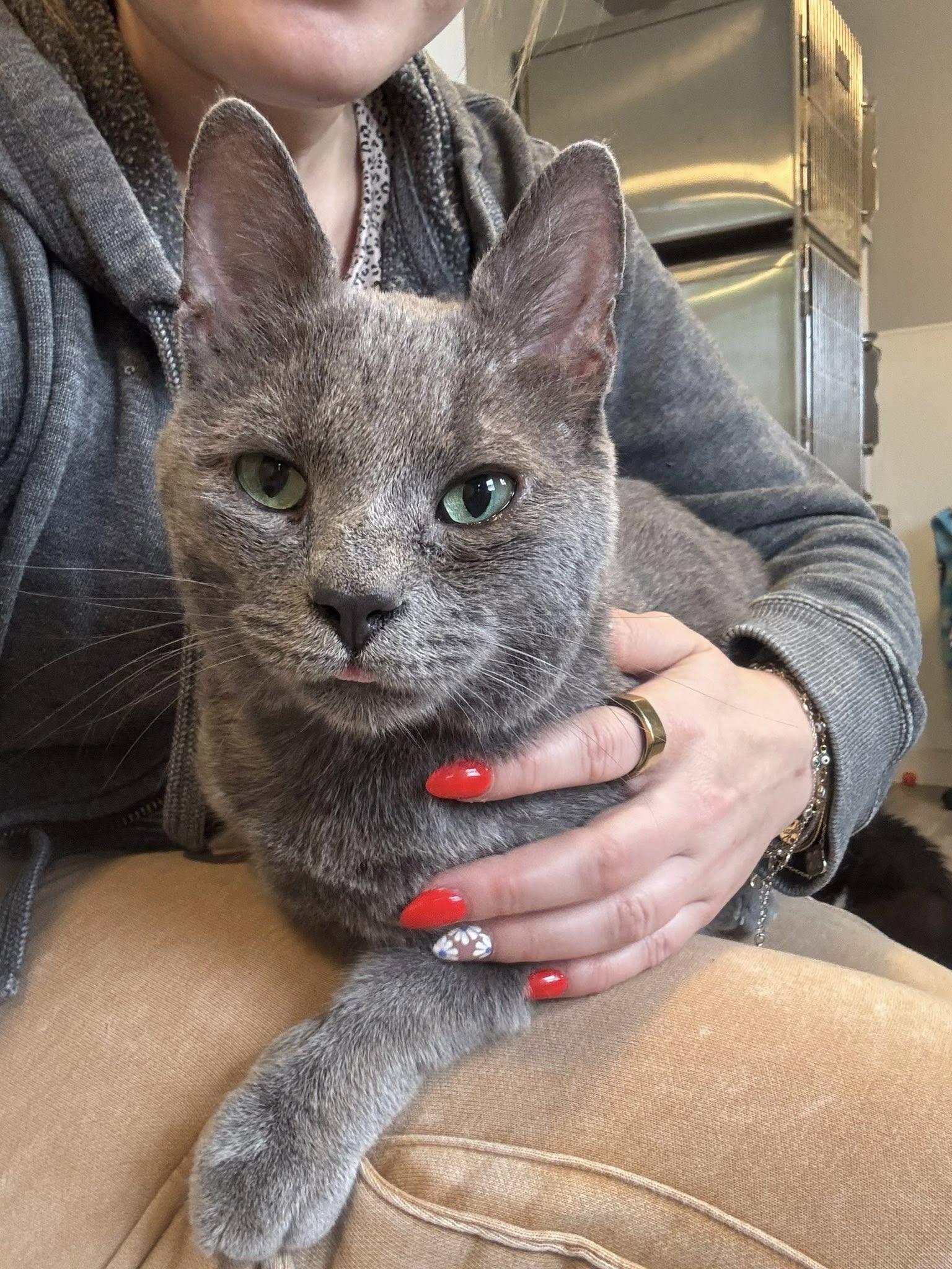 Enlarge Pita - At Adoption Center, a Adopted Domestic Short Hair in Frankfort, IL image 1/6