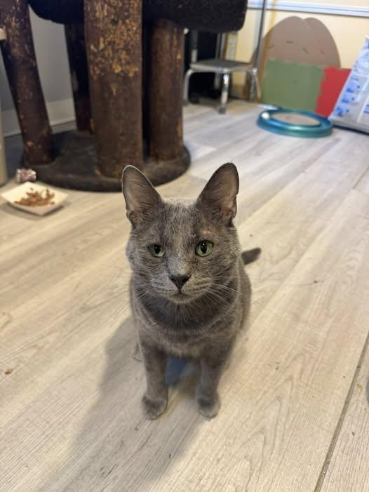 Enlarge Pita - At Adoption Center, a Adopted Domestic Short Hair in Frankfort, IL image 2/6