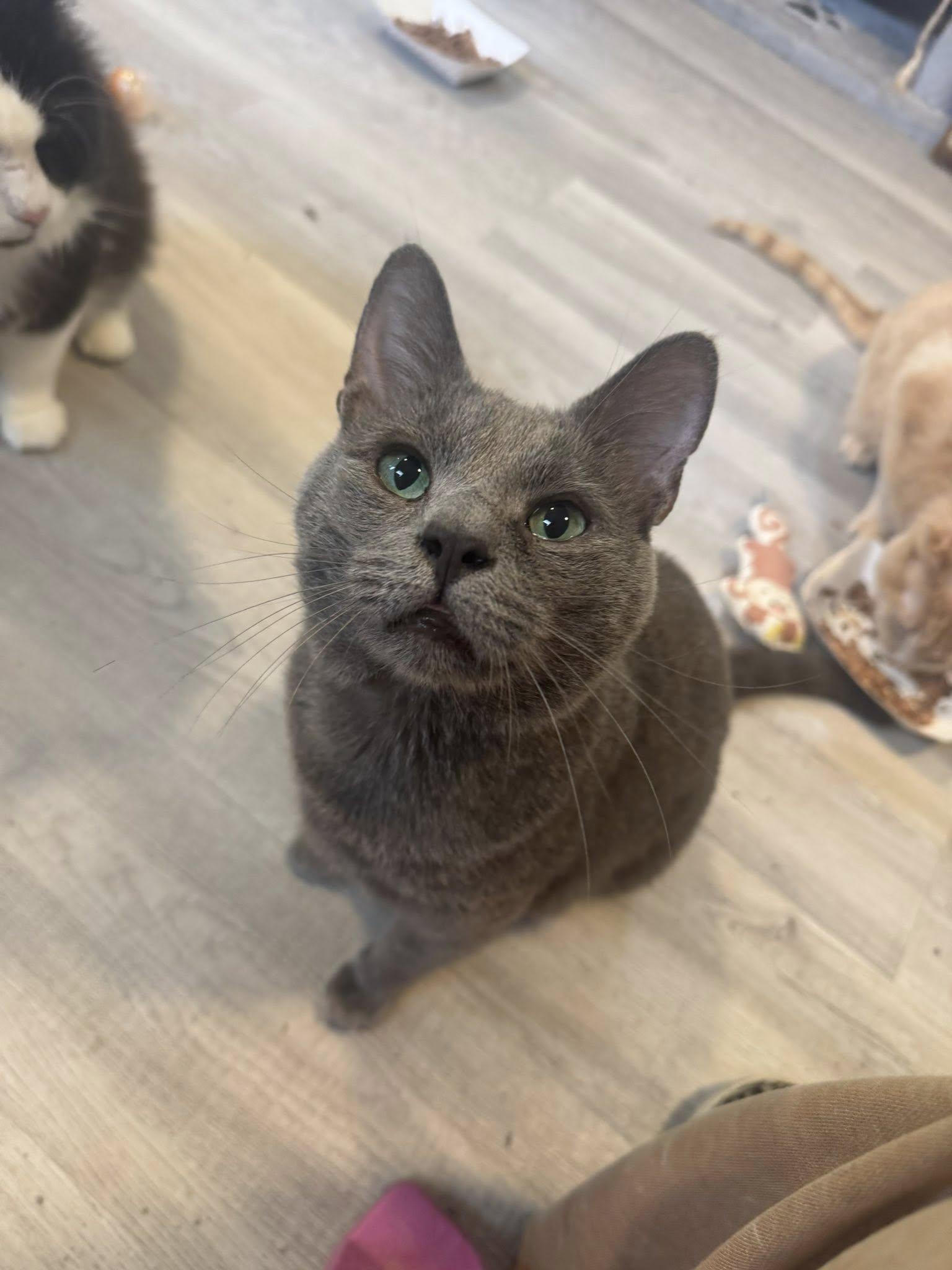 Enlarge Pita - At Adoption Center, a Adopted Domestic Short Hair in Frankfort, IL image 3/6