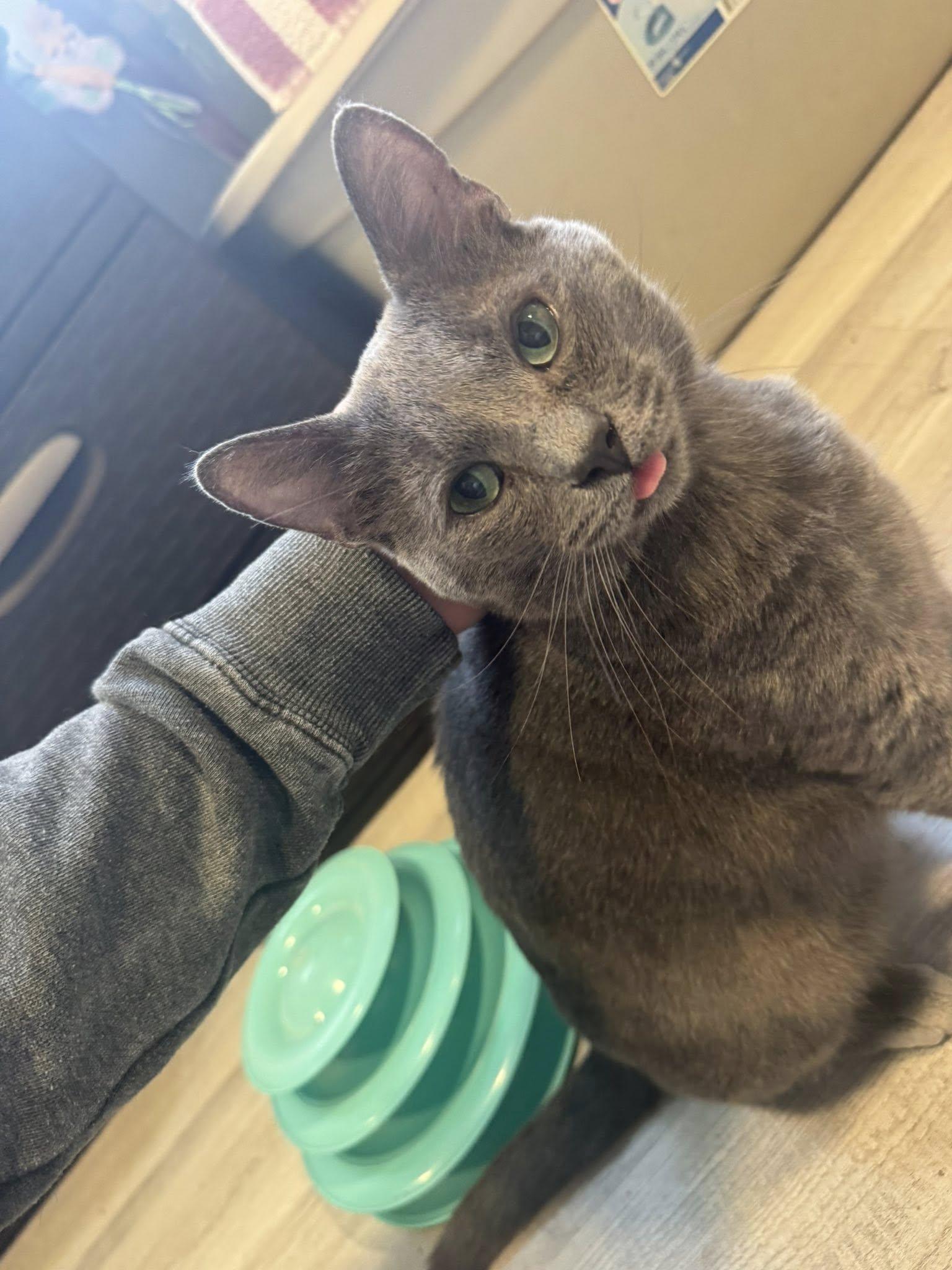 Pita - At Adoption Center