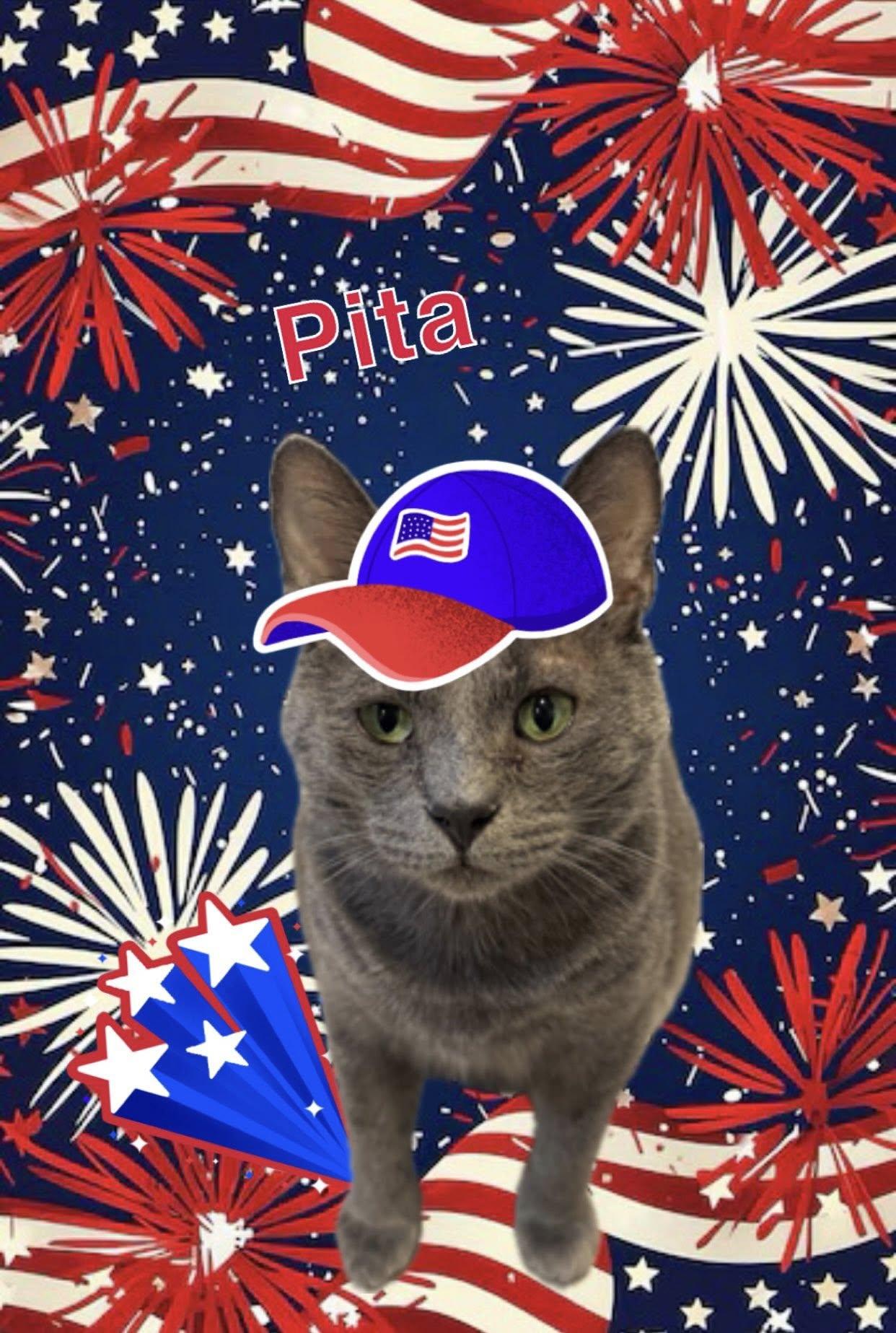 Enlarge Pita - At Adoption Center, a Adopted Domestic Short Hair in Frankfort, IL image 5/6