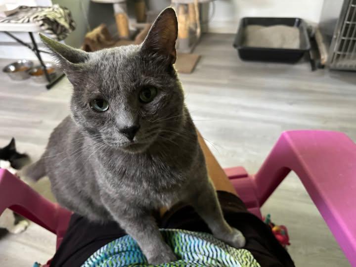 Pita - At Adoption Center