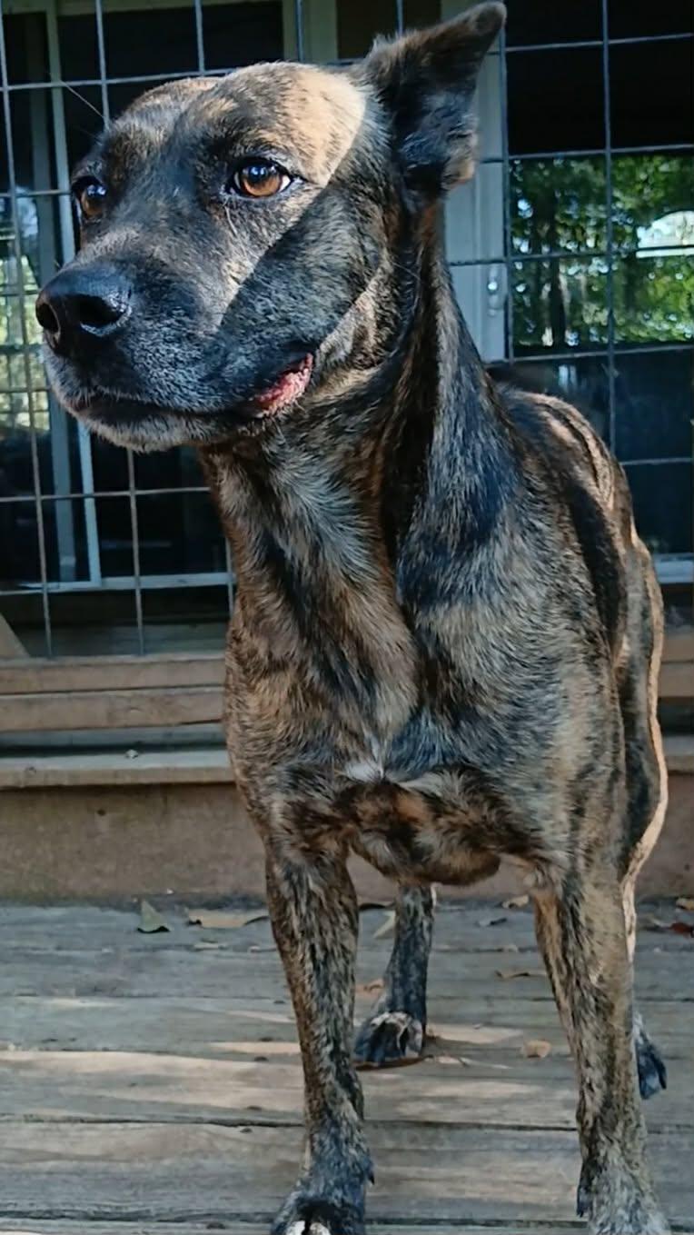 Swirl, ADOPTABLE, Adult Female Terrier.