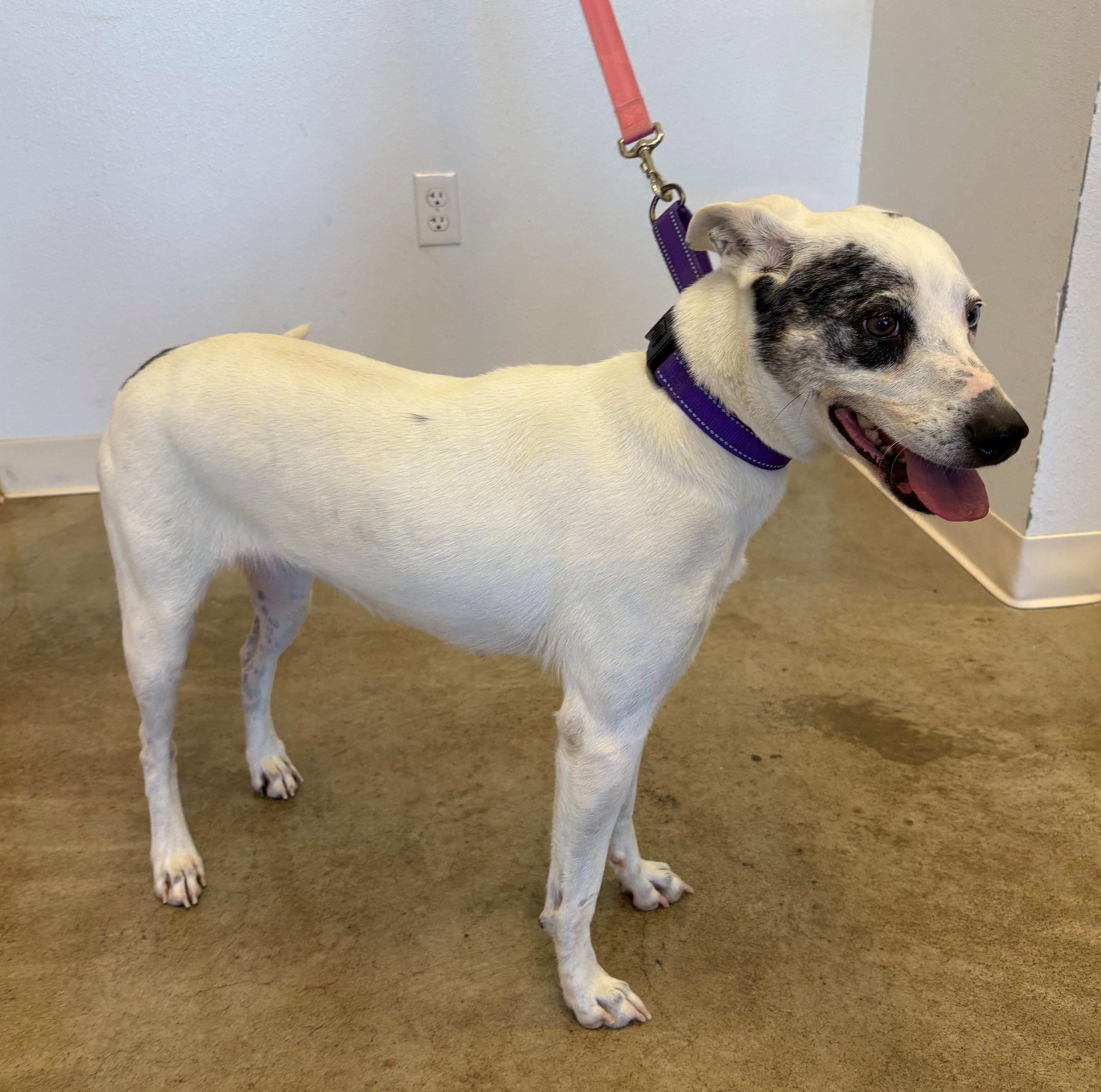 Harmony, Adoptable, Young Female Whippet.