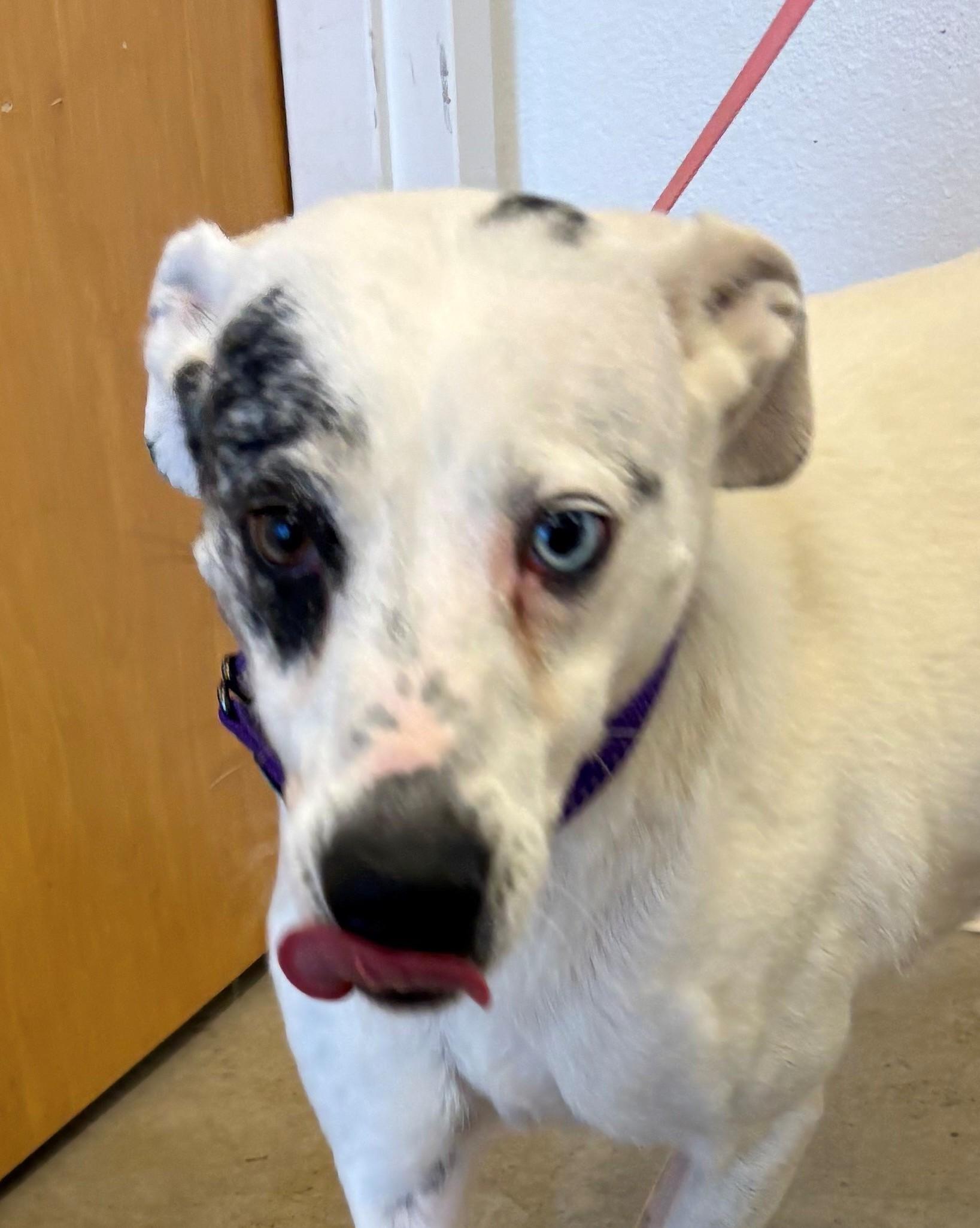 Harmony, Adoptable, Young Female Whippet.