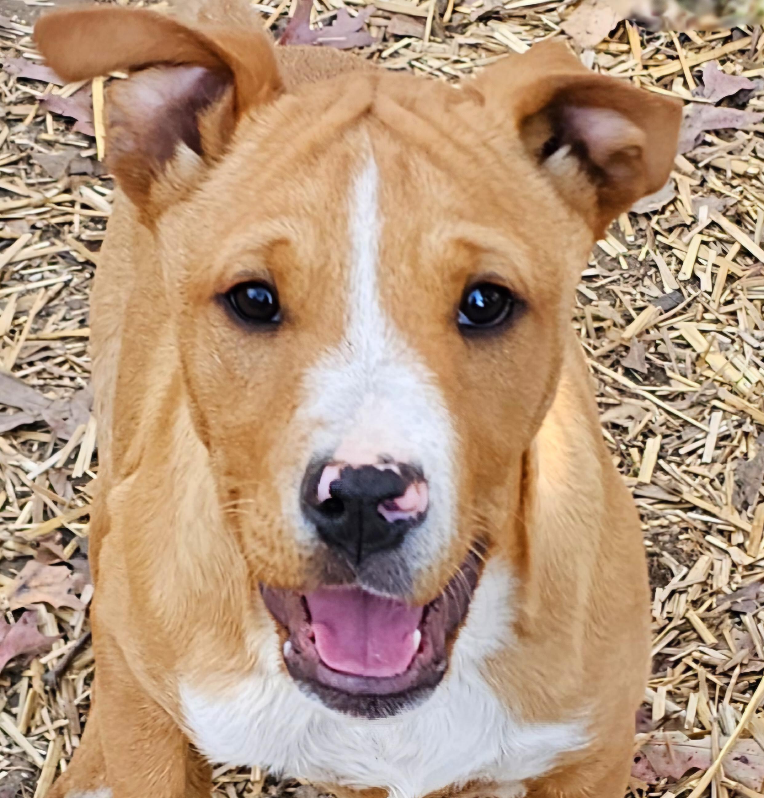 Shakira, Adoptable, Puppy Female Collie & Pit Bull Terrier.