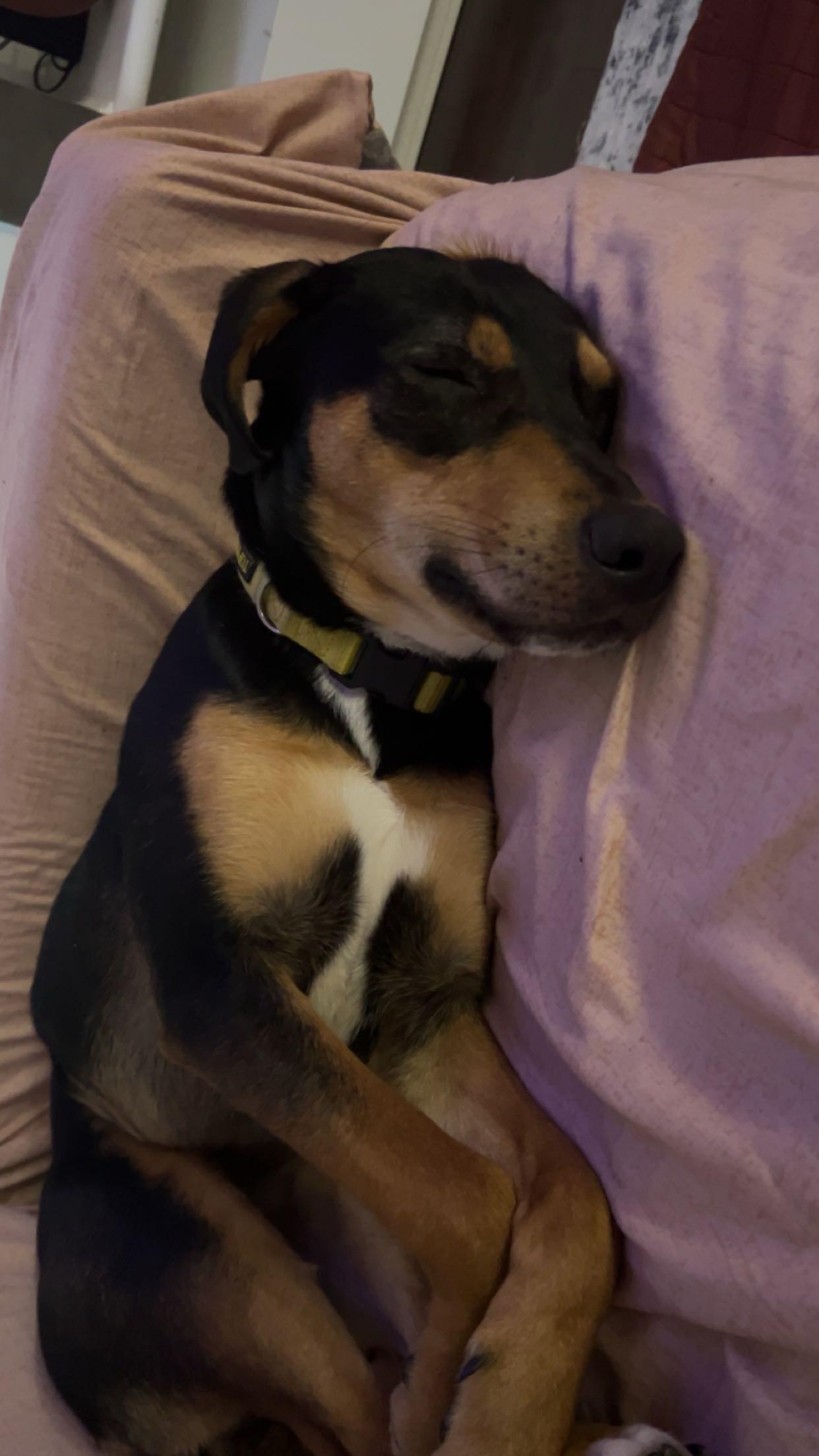 Brownie, a Adoptable mixed breed in Denver, CO image 5/6