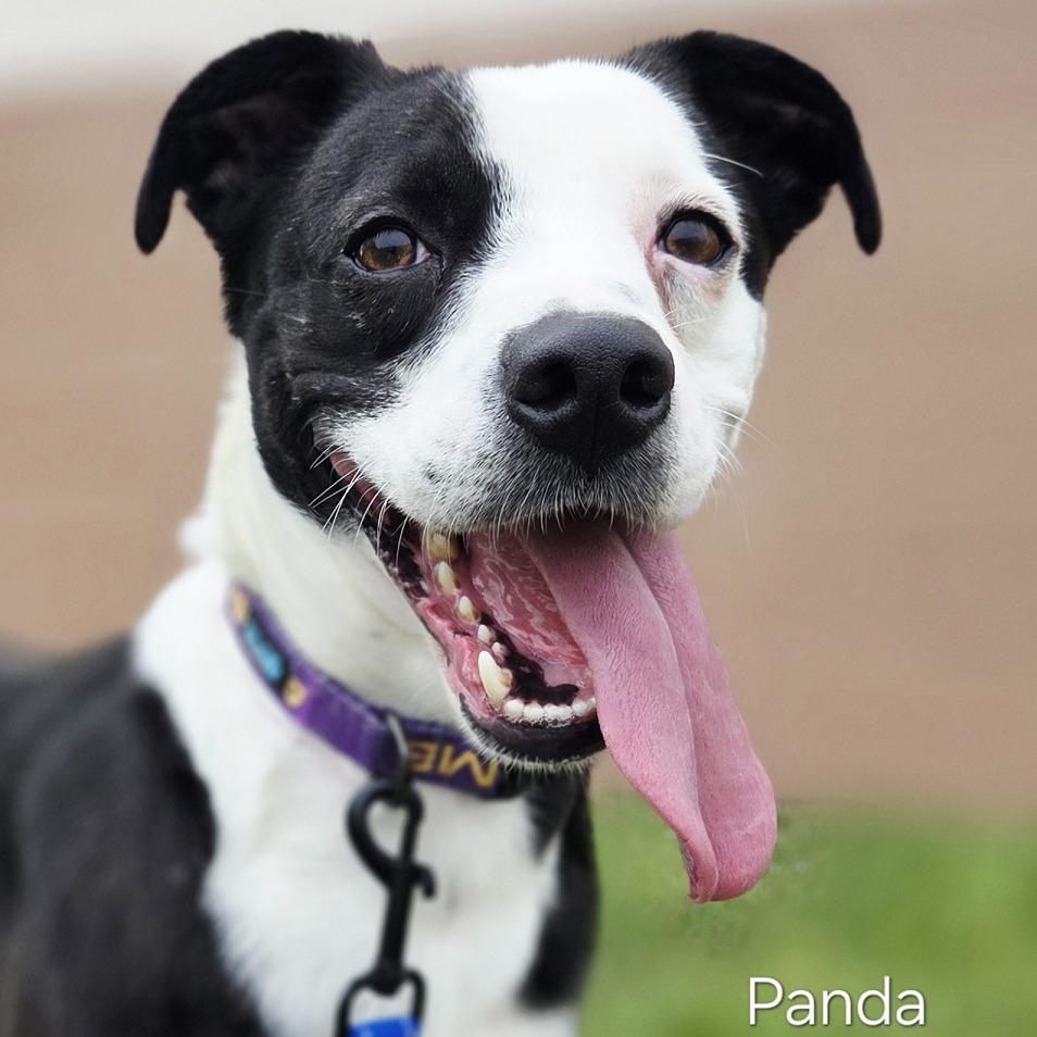 Panda, Adoptable, Adult Male Border Collie & Mixed Breed.