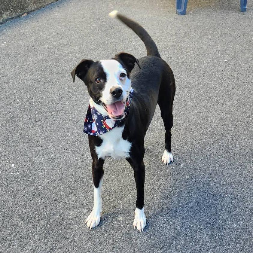 Enlarge Panda, a Adoptable mixed breed in Cleveland, TN image 2/5
