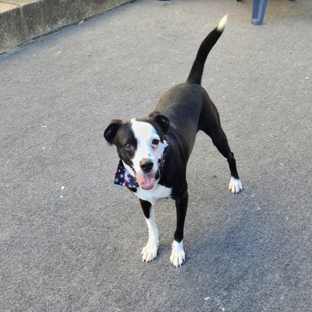 Enlarge Panda, a Adoptable mixed breed in Cleveland, TN image 3/5