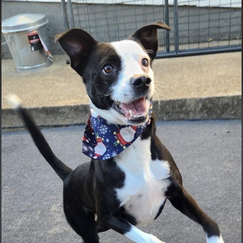 Enlarge Panda, a Adoptable mixed breed in Cleveland, TN image 4/5