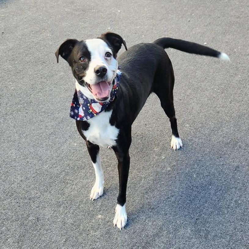 Enlarge Panda, a Adoptable mixed breed in Cleveland, TN image 5/5