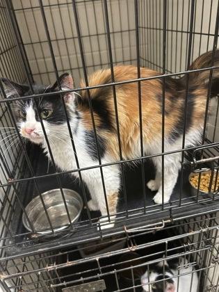 Kaley — thumbnail 2