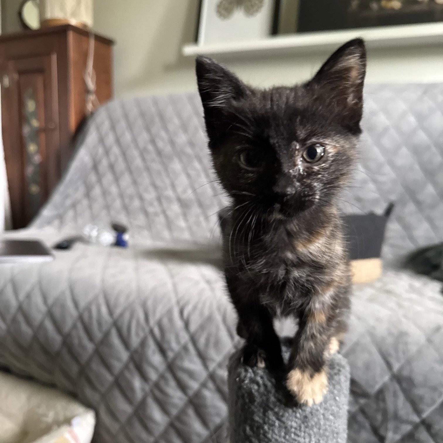 Chai, Adoptable, Kitten Female Domestic Short Hair.